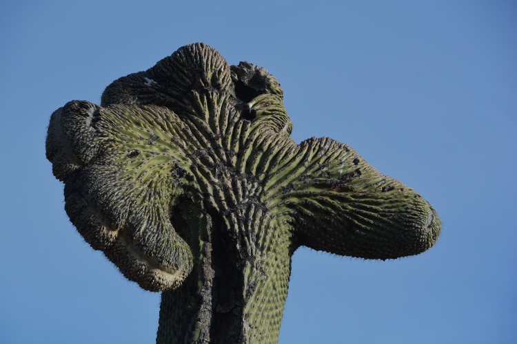 muted saguaro